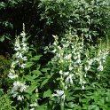 Campanula latifolia 'Alba'